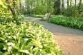 Flowering Ramsons or wild garlic plants.