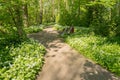 Flowering Ramsons or wild garlic plants.