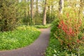 Flowering Ramsons or wild garlic plants.