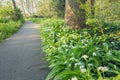 Flowering Ramsons or wild garlic plants.