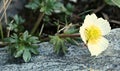 Flowering Ranunculus glacialis, the glacier buttercup on stone Royalty Free Stock Photo