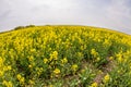 Flowering in the fields of Bulgaria Royalty Free Stock Photo