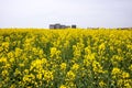 Flowering in the fields of Southern Bulgaria Royalty Free Stock Photo