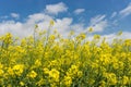 Flowering plants against blue sky in close up. Raw material for animal feed, rapeseed oil and bio fuel Royalty Free Stock Photo