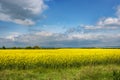 Flowering plants against blue sky . Raw material for animal feed, rapeseed oil and bio fuel; Royalty Free Stock Photo