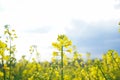 Flowering rapeseed with blue sky and clouds. Blooming canola field Royalty Free Stock Photo