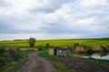 Blooming canola field. Flowering rapeseed with blue sky and clouds Royalty Free Stock Photo