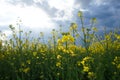 Blooming canola field. Flowering rapeseed with blue sky and clouds Royalty Free Stock Photo