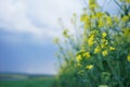 Blooming canola field, close-up. Flowering rapeseed with blue sky and clouds Royalty Free Stock Photo