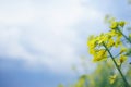 Blooming canola field, close-up. Flowering rapeseed with blue sky and clouds Royalty Free Stock Photo