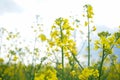 Blooming canola field. Flowering rapeseed with blue sky and clouds. Close-up Royalty Free Stock Photo