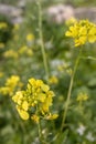 flowering rapeseed canola or colza in latin Brassica Napus, plant for green energy and oil industry, rape seed on green Royalty Free Stock Photo