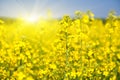 Flowering rapeseed field Royalty Free Stock Photo