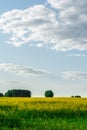 Flowering rapeseed field and blue sky with clouds during sunset, landscape spring Royalty Free Stock Photo