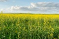 Flowering rapeseed field and blue sky with clouds during sunset, landscape spring Royalty Free Stock Photo