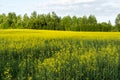 Flowering rapeseed field and blue sky with clouds during sunset, landscape spring Royalty Free Stock Photo