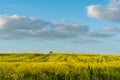 Flowering rapeseed field and blue sky with clouds during sunset, landscape spring Royalty Free Stock Photo