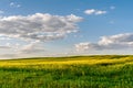 Flowering rapeseed field and blue sky with clouds during sunset, landscape spring Royalty Free Stock Photo