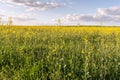 Flowering rapeseed field and blue sky with clouds during sunset, landscape spring Royalty Free Stock Photo