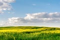 Flowering rapeseed field and blue sky with clouds during sunset, landscape spring Royalty Free Stock Photo