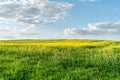 Flowering rapeseed field and blue sky with clouds during sunset, landscape spring Royalty Free Stock Photo