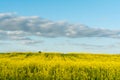 Flowering rapeseed field and blue sky with clouds during sunset, landscape spring Royalty Free Stock Photo