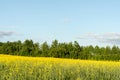 Flowering rapeseed field and blue sky with clouds during sunset, landscape spring Royalty Free Stock Photo