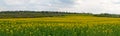 Flowering rapeseed field