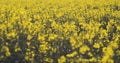 Flowering rapeseed plants