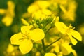 Flowering of rapeseed plants. Macro, close-up of a yellow rapeseed flower. Obtaining a crop rapeseed products. Royalty Free Stock Photo
