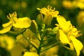 Flowering of rapeseed plants. Macro, close-up of a yellow rapeseed flower. Obtaining a crop rapeseed products. Royalty Free Stock Photo