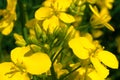 Flowering of rapeseed plants. Macro, close-up of a yellow rapeseed flower. Obtaining a crop rapeseed products. Royalty Free Stock Photo