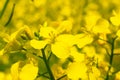 Flowering of rapeseed plants. Macro, close-up of a yellow rapeseed flower. Obtaining a crop rapeseed products. Royalty Free Stock Photo
