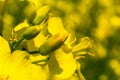 Flowering of rapeseed plants. Macro, close-up of a yellow rapeseed flower. Royalty Free Stock Photo