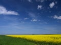 Flowering of rapeseed sowings Royalty Free Stock Photo