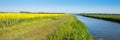 Flowering rapeseed in the spring season