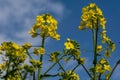 Flowering rapeseed & x28;Brassica Napus& x29; also known as canola or colza Royalty Free Stock Photo