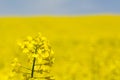 Flowering rapeseed