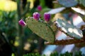 The flowering of a rare cactus Royalty Free Stock Photo