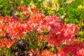 Flowering red azalea against the other rhododendrons