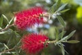 Flowering red bottle brush tree Callistemon Viminalis Royalty Free Stock Photo