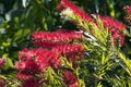 Flowering red bottlebrush Royalty Free Stock Photo