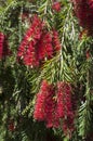 Flowering red bottlebrush tree Royalty Free Stock Photo