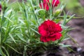 Flowering of red carnations in the garden outdoor Royalty Free Stock Photo