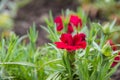 Flowering of red carnations in the garden outdoor Royalty Free Stock Photo