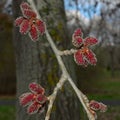 The flowering red catkins alder.