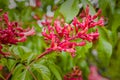 Flowering red chestnut