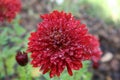 Flowering red chrysant with raindrops on it Royalty Free Stock Photo
