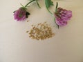 Flowering red clover and edible seeds from red clover