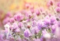 Flowering red clover in meadow Royalty Free Stock Photo